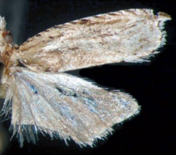 /filer/webapps/moths/media/images/C/colaccii_Ancylis_HT_Trematerra.jpg