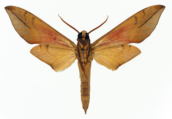 /filer/webapps/moths/media/images/C/colasi_Phylloxiphia_AT_Basquin_02.jpg