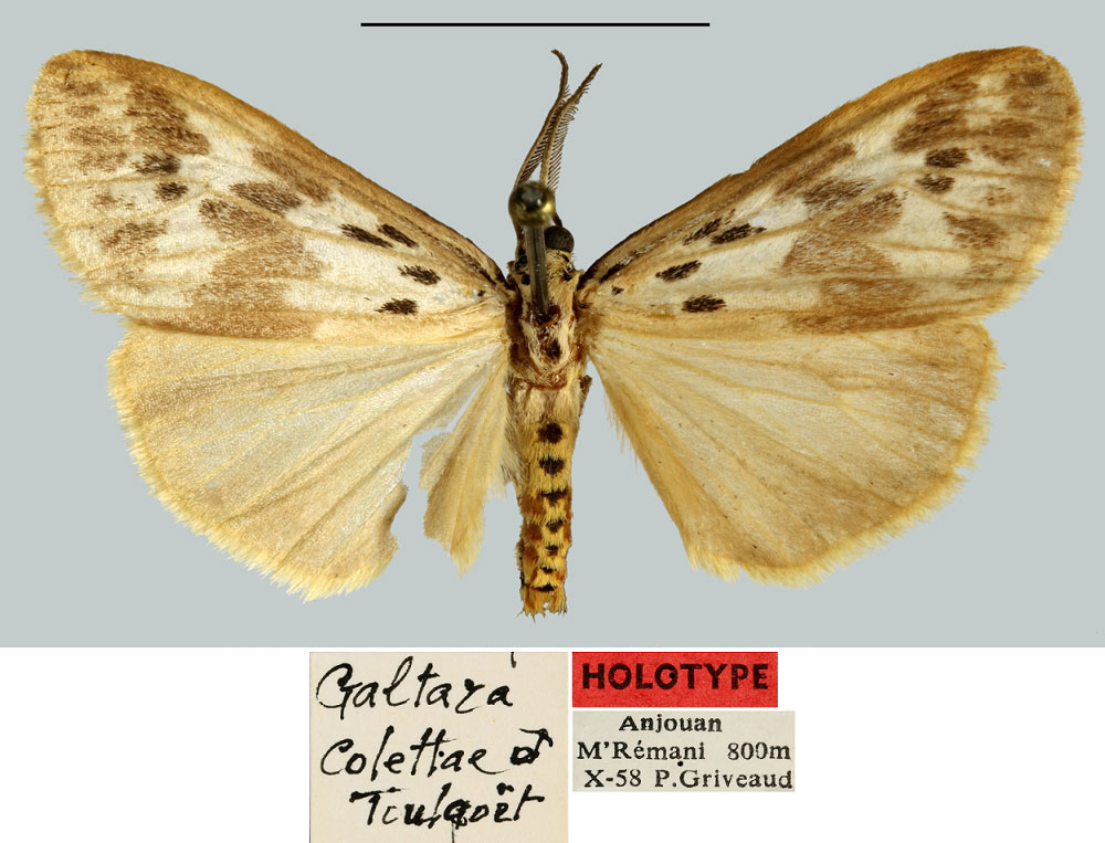 /filer/webapps/moths/media/images/C/colettae_Galtara_HT_MNHN.jpg