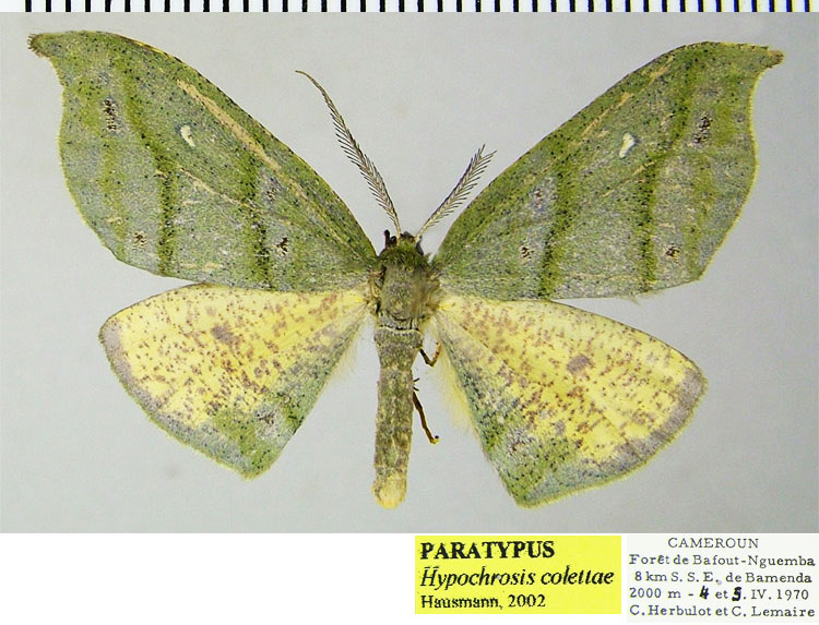 /filer/webapps/moths/media/images/C/colettae_Hypochrosis_PTF_ZSM.jpg