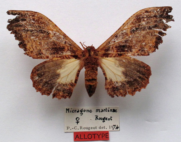 /filer/webapps/moths/media/images/C/colettae_Micragone_AT_MNHN.jpg