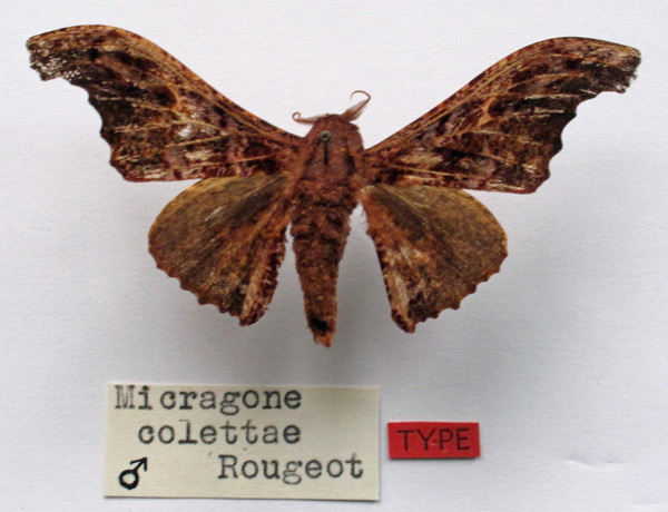 /filer/webapps/moths/media/images/C/colettae_Micragone_HT_MNHN.jpg