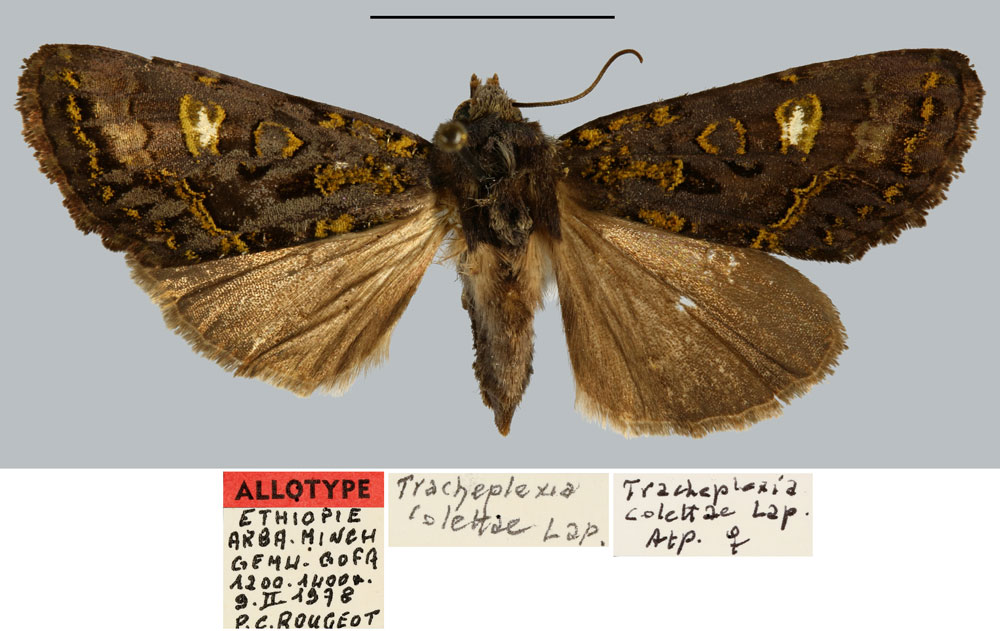 /filer/webapps/moths/media/images/C/colettae_Tracheplexia_AT_MNHN.jpg