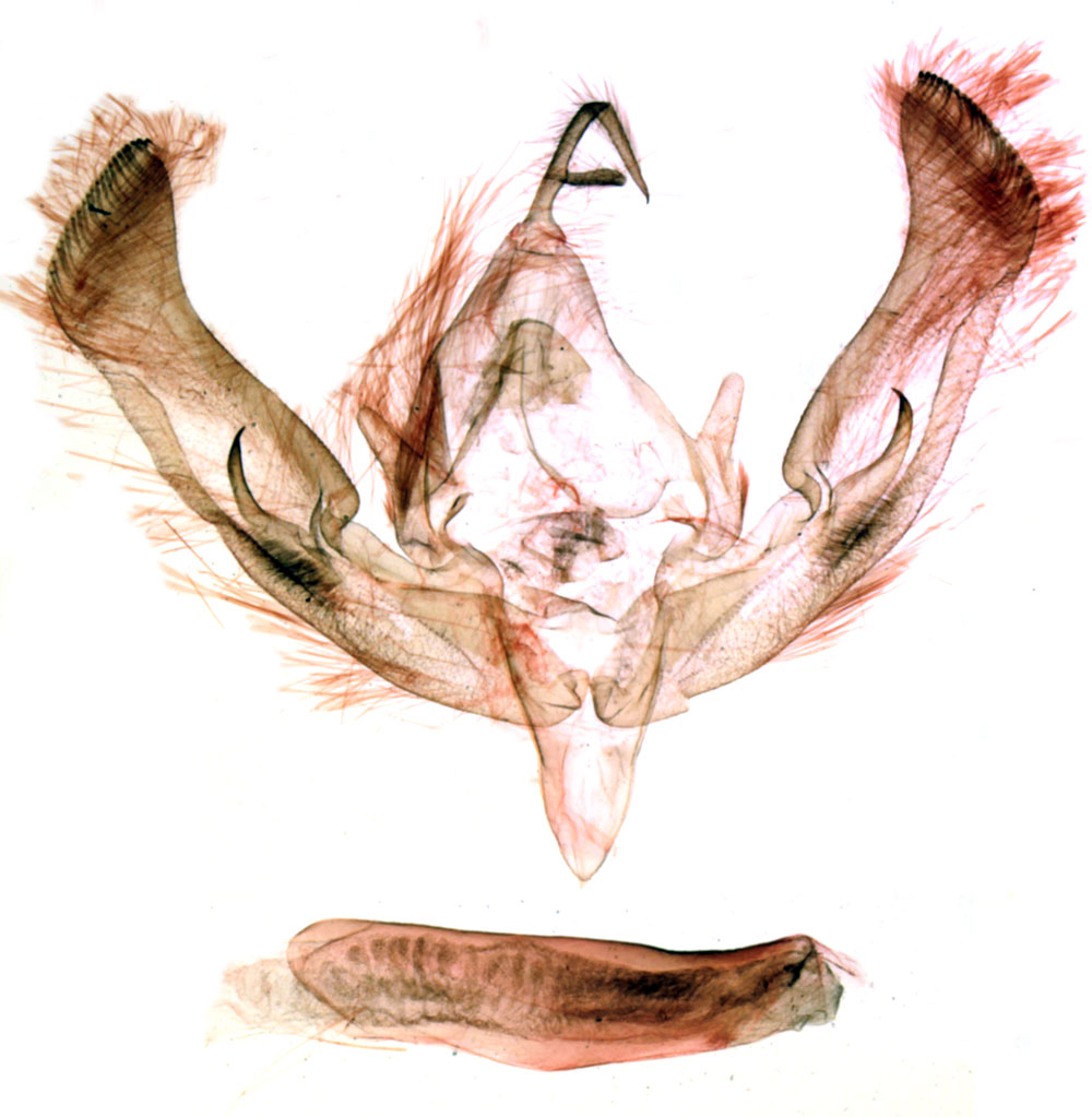 /filer/webapps/moths/media/images/C/colettae_Tracheplexia_GMHT_MNHN_BL1238.jpg