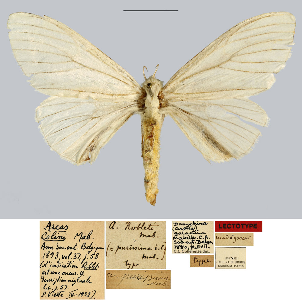 /filer/webapps/moths/media/images/C/colini_Areas_LT_MNHN.jpg