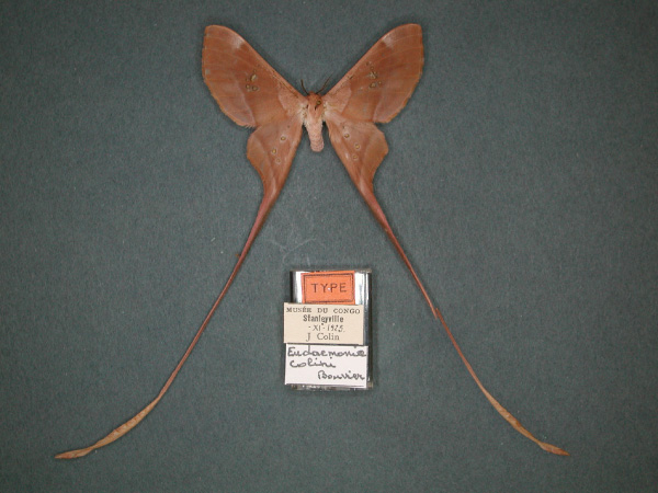 /filer/webapps/moths/media/images/C/colini_Eudaemonia_HT_RMCA_01.jpg