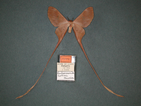/filer/webapps/moths/media/images/C/colini_Eudaemonia_HT_RMCA_02.jpg