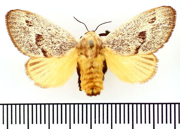 /filer/webapps/moths/media/images/C/colini_Latoia_AF_BMNH.jpg