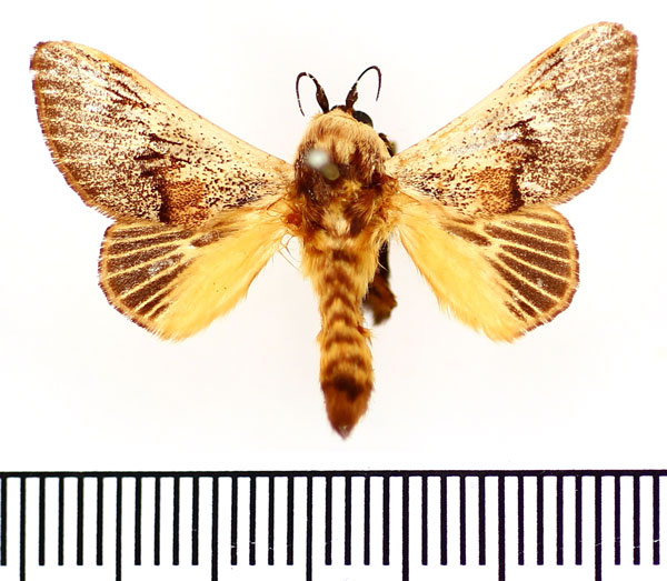 /filer/webapps/moths/media/images/C/colini_Latoia_AM_BMNH.jpg