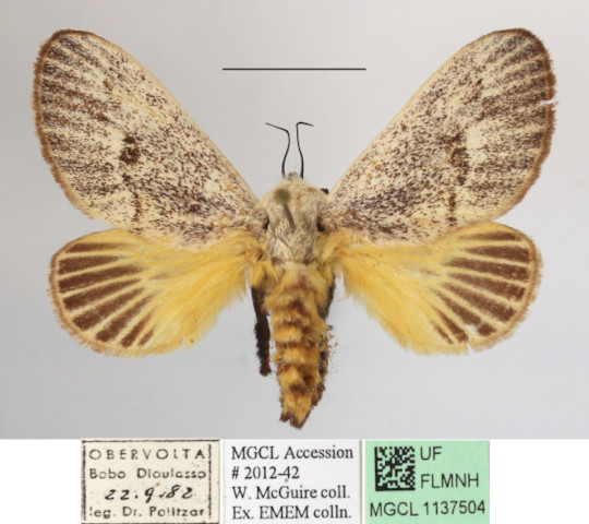 /filer/webapps/moths/media/images/C/colini_Latoia_A_MGCLa_01.JPG