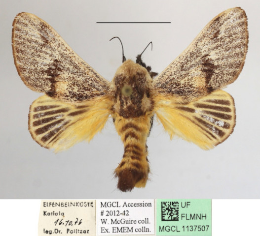 /filer/webapps/moths/media/images/C/colini_Latoia_A_MGCLa_02.JPG
