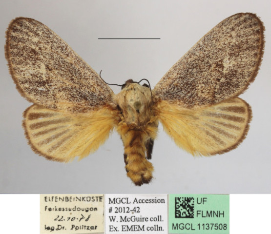 /filer/webapps/moths/media/images/C/colini_Latoia_A_MGCLa_03.JPG