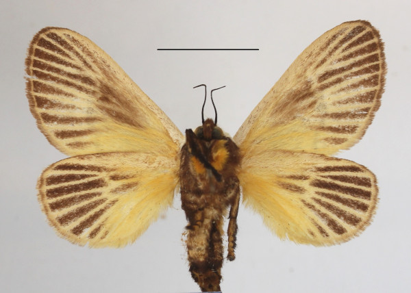 /filer/webapps/moths/media/images/C/colini_Latoia_A_MGCLb_01.JPG
