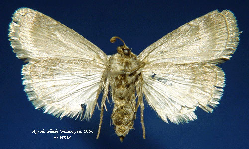 /filer/webapps/moths/media/images/C/collaris_Agrotis_HT_SNHM_02.jpg