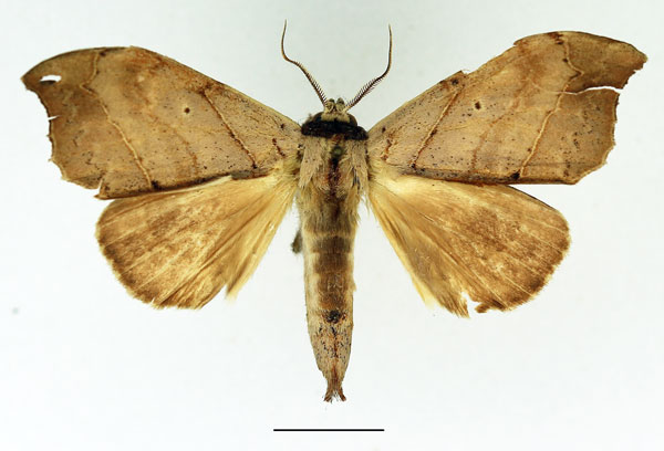 /filer/webapps/moths/media/images/C/collaris_Macronadata_AM_Basquin_02.jpg