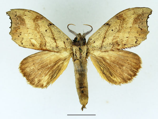 /filer/webapps/moths/media/images/C/collaris_Macronadata_AM_Basquin_03.jpg