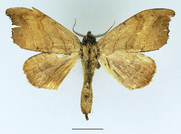 /filer/webapps/moths/media/images/C/collaris_Macronadata_AM_Basquin_04.jpg