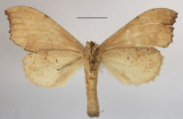 /filer/webapps/moths/media/images/C/collaris_Macronadata_A_MGCLb_01.JPG