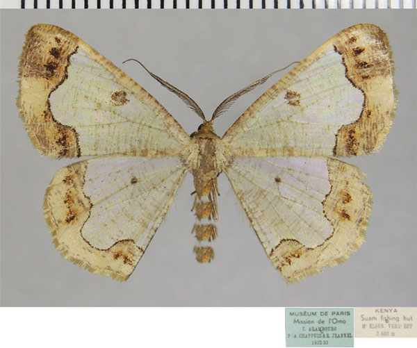 /filer/webapps/moths/media/images/C/collarti_Zamarada_AM_ZSM.jpg