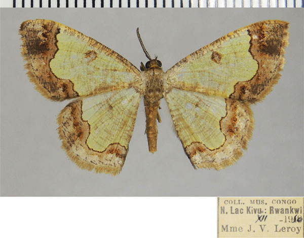 /filer/webapps/moths/media/images/C/collarti_Zamarada_AM_ZSMa.jpg