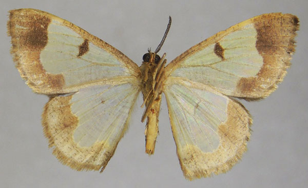 /filer/webapps/moths/media/images/C/collarti_Zamarada_AM_ZSMb.jpg