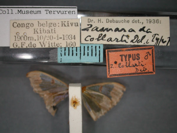 /filer/webapps/moths/media/images/C/collarti_Zamarada_HT_RMCA_02.jpg