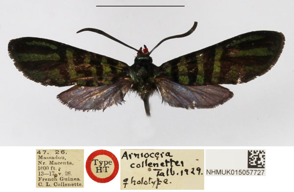 /filer/webapps/moths/media/images/C/collenettei_Arniocera_HT_NHMUK.jpg