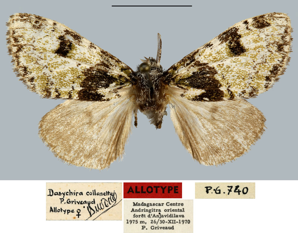 /filer/webapps/moths/media/images/C/collenettei_Dasychira_AT_MNHN.jpg