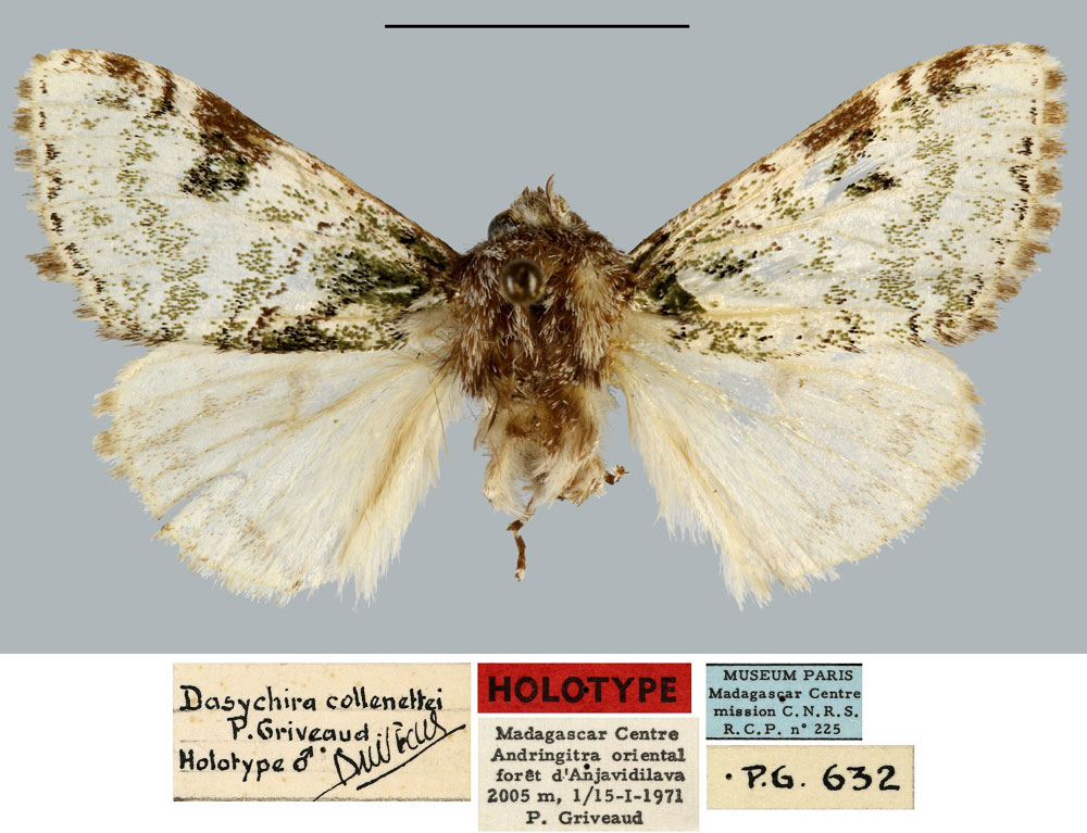 /filer/webapps/moths/media/images/C/collenettei_Dasychira_HT_MNHN.jpg