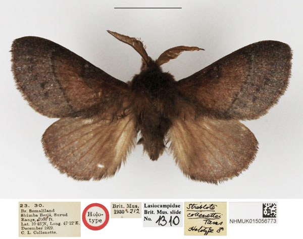 /filer/webapps/moths/media/images/C/collenettei_Streblote_HT_NHMUK.jpg