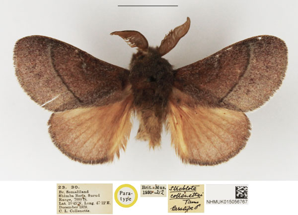 /filer/webapps/moths/media/images/C/collenettei_Streblote_PTM_NHMUK.jpg