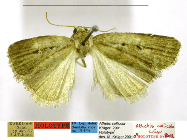 /filer/webapps/moths/media/images/C/collicola_Athetis_HT_TMSA.jpg