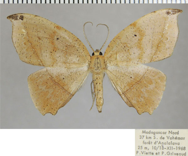/filer/webapps/moths/media/images/C/colligata_Epigynopteryx_AF_ZSM.jpg