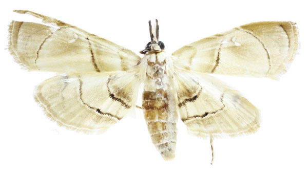 /filer/webapps/moths/media/images/C/collinsi_Trichophysetis_HT_ABSRC.jpg