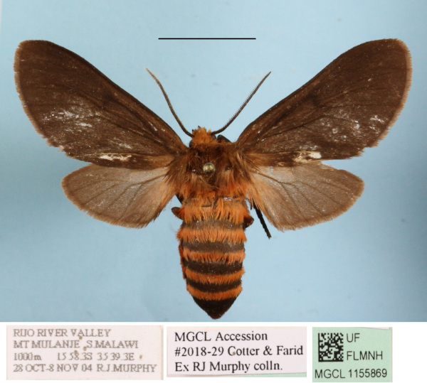 /filer/webapps/moths/media/images/C/collocalia_Metarctia_AF_MGCL.JPG