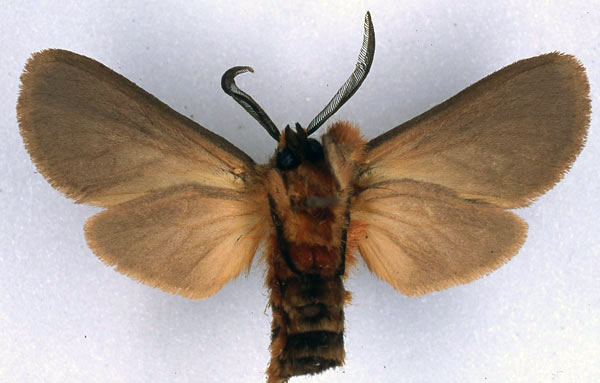 /filer/webapps/moths/media/images/C/collocalia_Metarctia_HT_BMNH_02.jpg