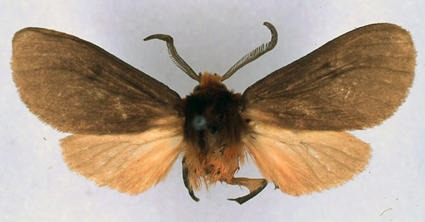 /filer/webapps/moths/media/images/C/collocalia_Metarctia_PT_BMNH_01.jpg