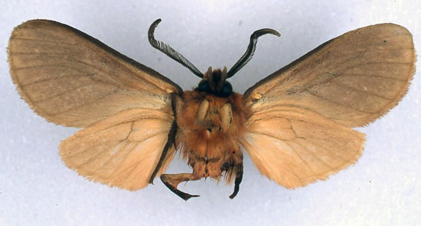 /filer/webapps/moths/media/images/C/collocalia_Metarctia_PT_BMNH_02.jpg
