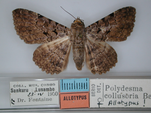 /filer/webapps/moths/media/images/C/collusoria_Polydesma_AT_RMCA_01.jpg