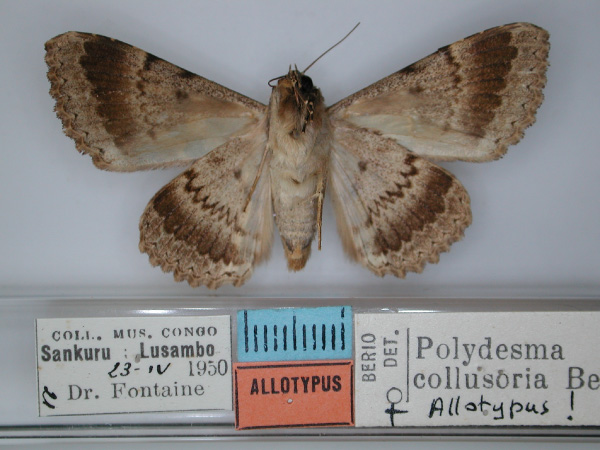 /filer/webapps/moths/media/images/C/collusoria_Polydesma_AT_RMCA_02.jpg