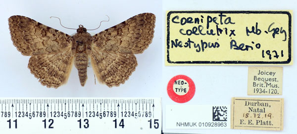 /filer/webapps/moths/media/images/C/collutrix_Coenipeta_NT_BMNH.jpg