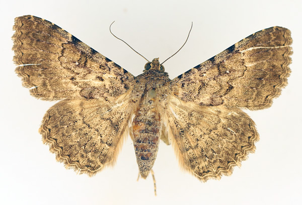 /filer/webapps/moths/media/images/C/collutrix_Polydesma_AF_TMSA_02.jpg
