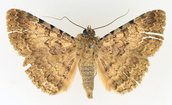 /filer/webapps/moths/media/images/C/collutrix_Polydesma_AM_TMSA_01.jpg