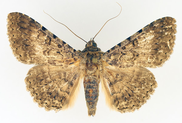 /filer/webapps/moths/media/images/C/collutrix_Polydesma_AM_TMSA_02.jpg