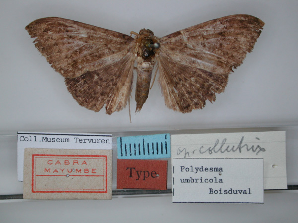 /filer/webapps/moths/media/images/C/collutrix_Polydesma_A_RMCA_01.jpg