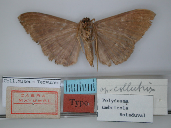 /filer/webapps/moths/media/images/C/collutrix_Polydesma_A_RMCA_02.jpg