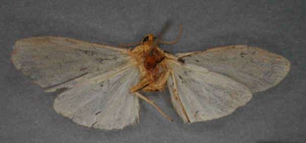 /filer/webapps/moths/media/images/C/colonoides_Nanna_HT_RMCA_02.jpg