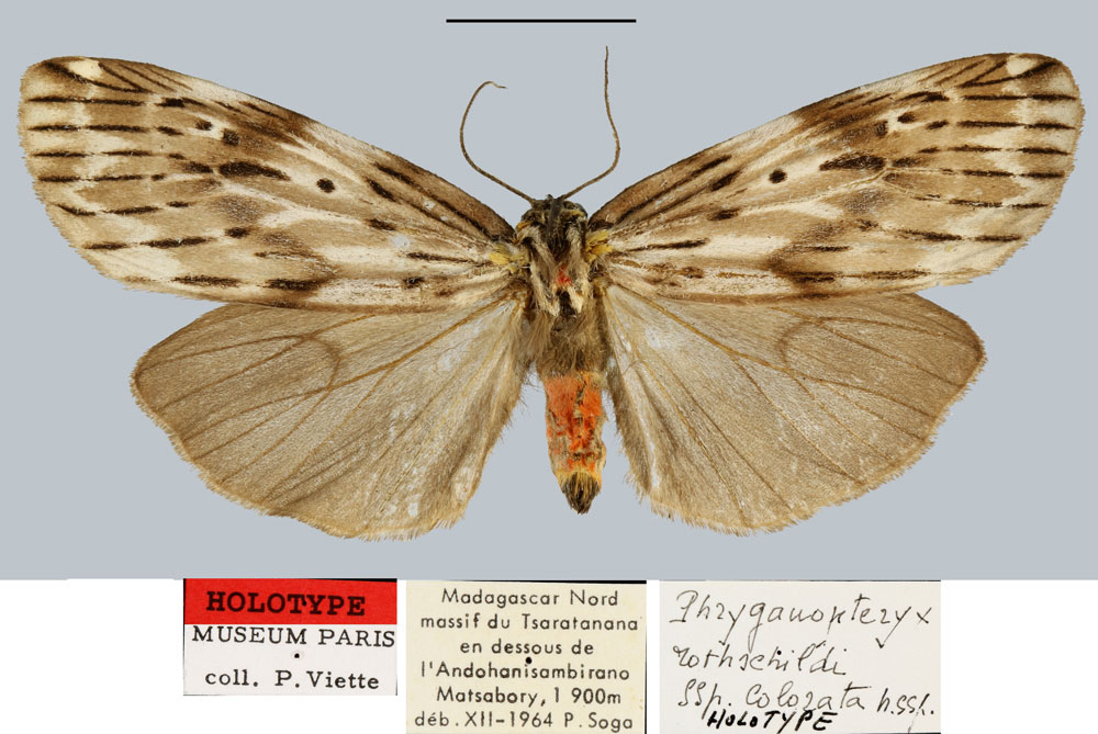 /filer/webapps/moths/media/images/C/colorata_Phryganopteryx_HT_MNHN.jpg