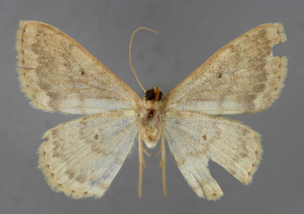 /filer/webapps/moths/media/images/C/colymbas_Scopula_HT_ZSM_02.jpg
