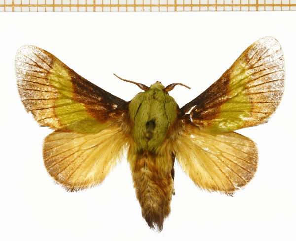 /filer/webapps/moths/media/images/C/comatus_Stroter_A_DePrins.jpg